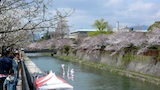 琵琶湖疎水の桜