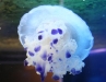 jellyfish1.jpg