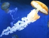 jellyfish2.jpg