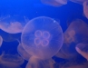 jellyfish3.jpg