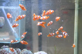 死んだ仔魚は子供達の餌に