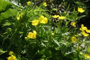 御浜小屋近辺の黄色い花