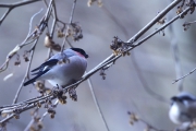 ウソの当たり年