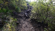 樹林帯の吉田口登山道