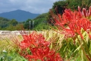 彼岸花の向こうに大山が