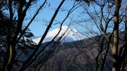 樹木の間から富士山