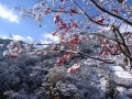 真っ赤な紅葉と雪                                                               