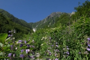 高山植物のお花畑