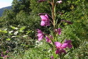 高山植物のお花畑