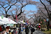 馬場道は桜祭りの会場