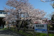 ホームでゆっくり桜見物