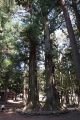 浅間神社の境内