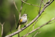 ルリビタキの幼鳥