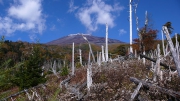 立ち枯れの倒木地帯