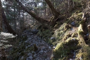 苔の登山道