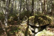 苔むした心地良い登山道