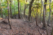 快適な山道