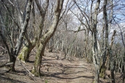 広葉樹林の尾根