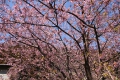 酒匂川の畔の桜