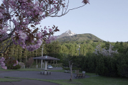 桜と利尻山