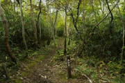 歩き易い樹林帯の登山道