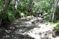 樹林地帯の登山道