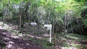 登山道らしくなる