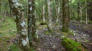 苔むした樹林地帯