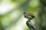 ムシクイの幼鳥