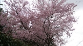久延寺の前には桜が咲いていた