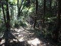 緩やかな登山道