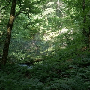 沸坪の池