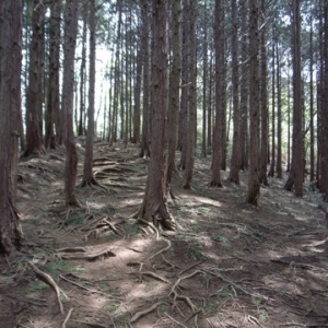 木の根道