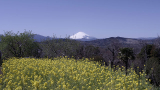 菜の花と富士山