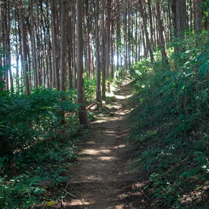 歩き易い緩やかな地道