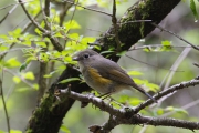 キビタキの幼鳥？？？