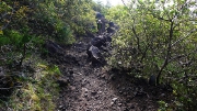 樹林帯の吉田口登山道