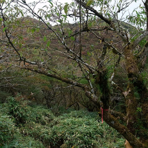 駒ヶ岳が見えてきた