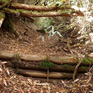 神山周辺の登山道