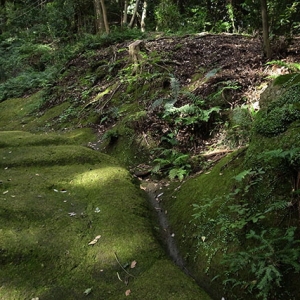 苔の参道