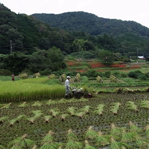 稲刈りの真っ最中