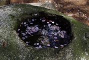願くは