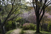 裏山一帯が公園