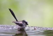締めはエナガ君