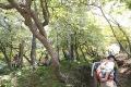 ツツジ新道との合流