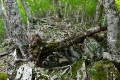 急斜面の登山道