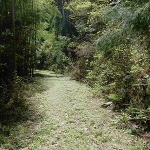 やがて草の生い茂る道へ