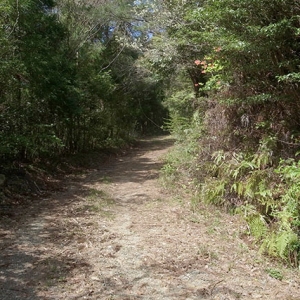 心地よい山道
