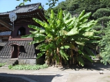 鐘楼の横には芭蕉