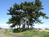 能因島